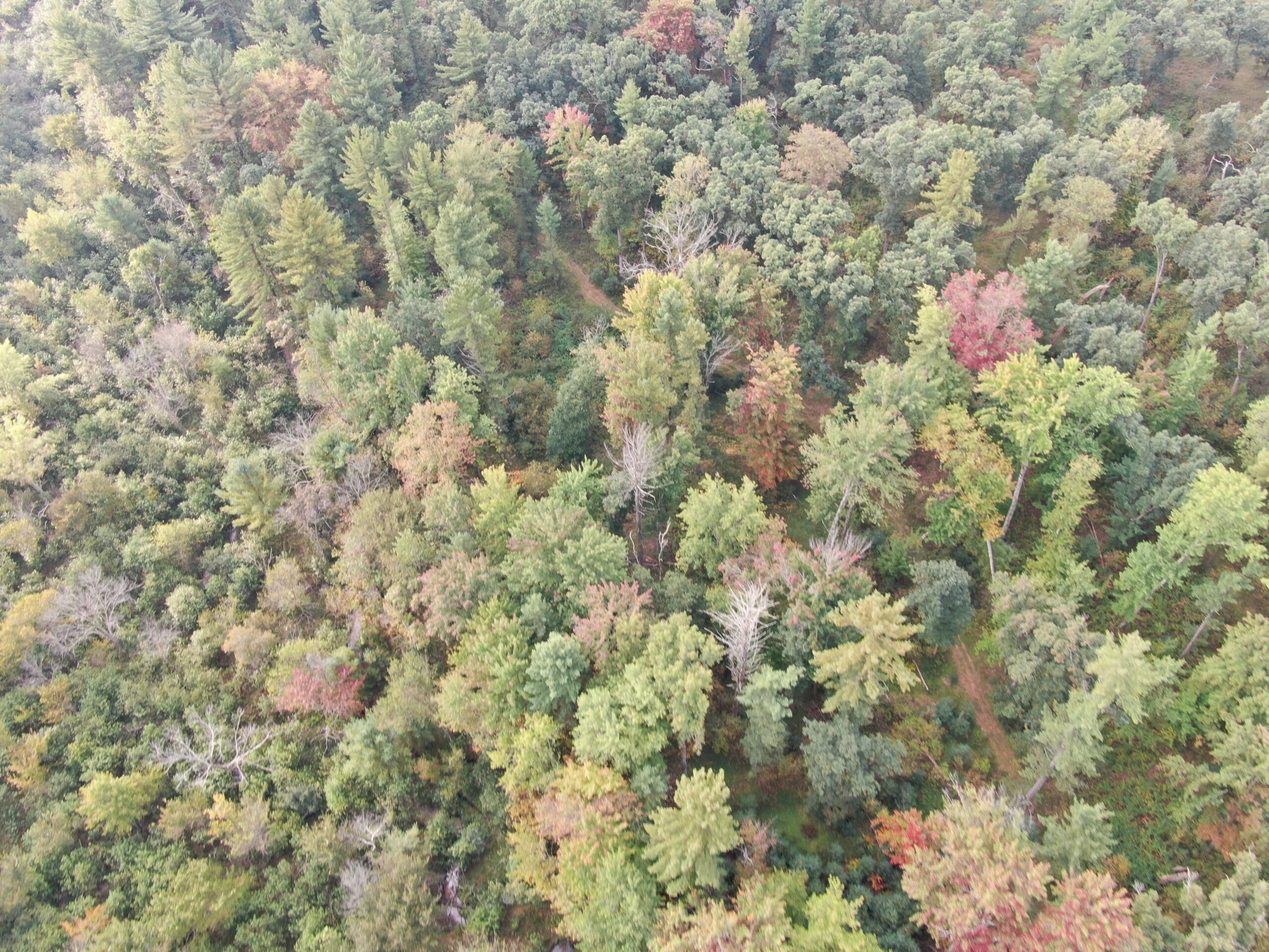 40 acres just north of Wisconsin Dells with abundant deer & turkey habitat