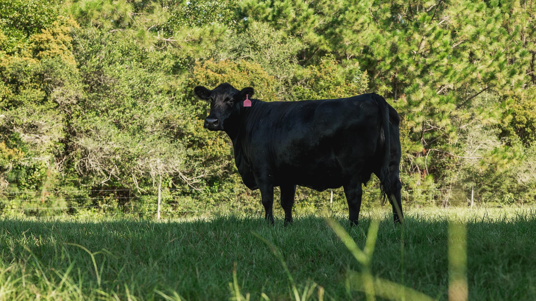 Golden Pines Ranch 235 Recreational Acres in Stone County MS