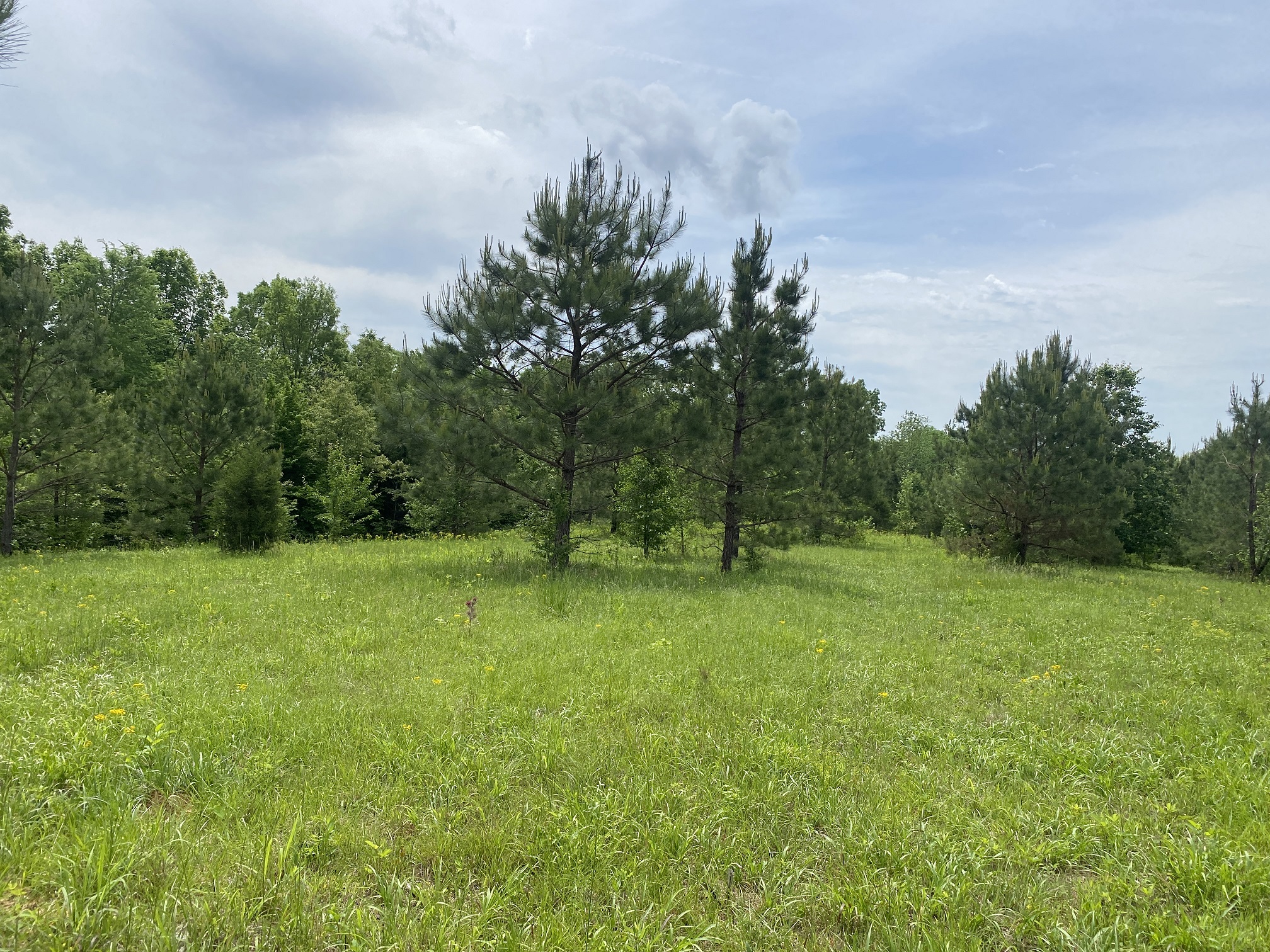 LAND FOR SALE IN TN, CREEKS, OPEN LAND, WOODED, CITY WATER