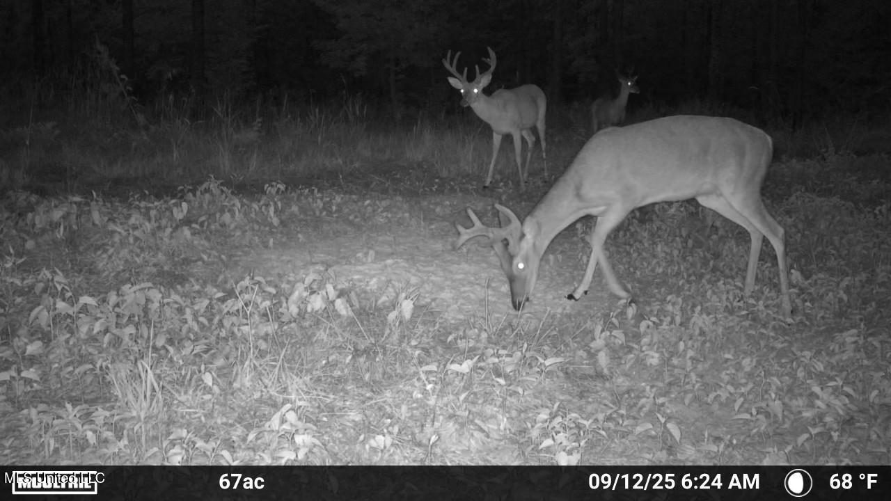 Ramsey Creek 67 Acres for Sale in Centreville, MS