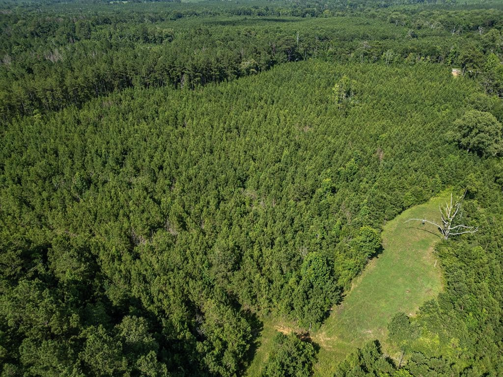 Gloster 38 – Hunting Land in Amite County, Mississippi