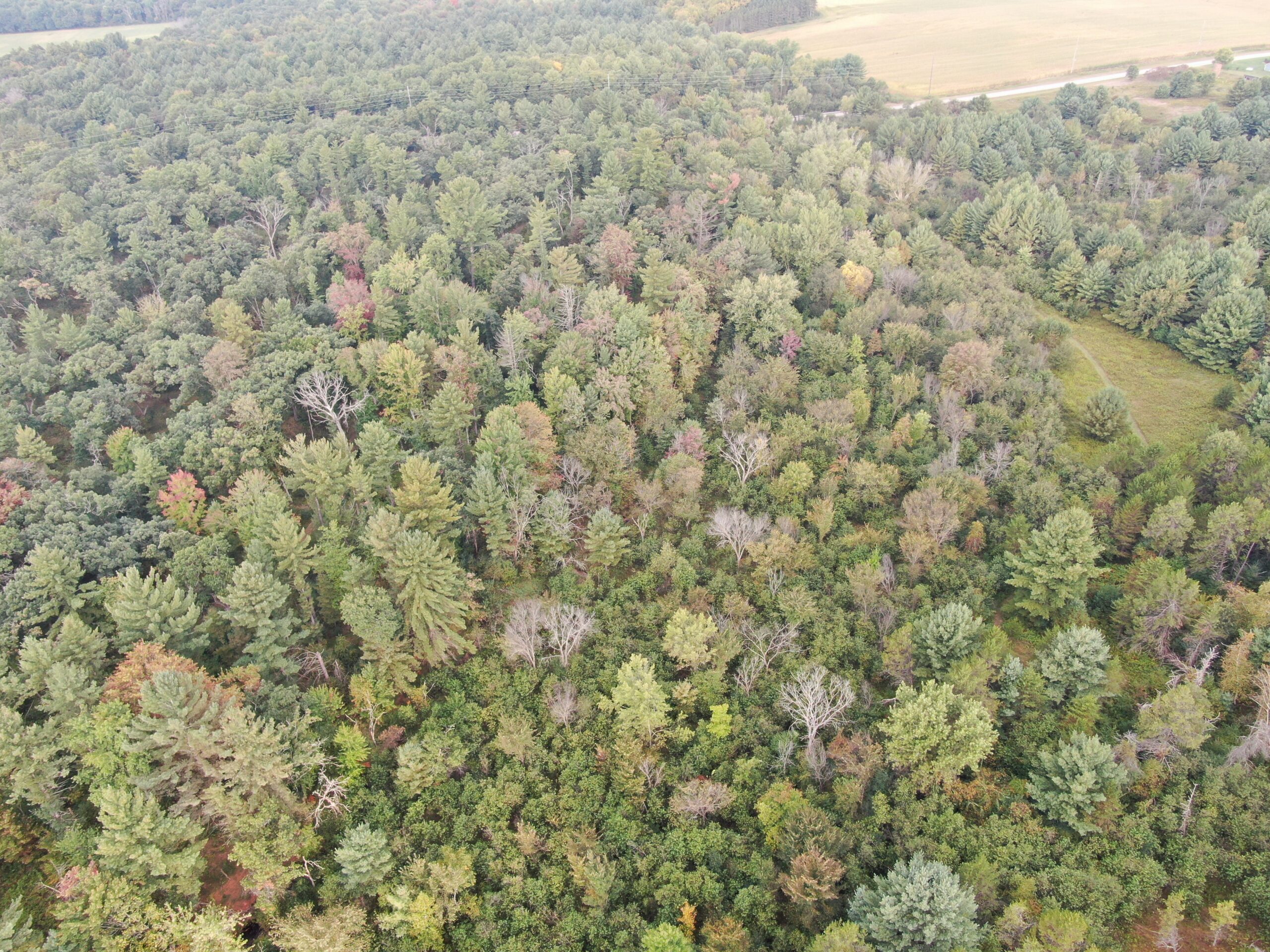 40 acres just north of Wisconsin Dells with abundant deer & turkey habitat