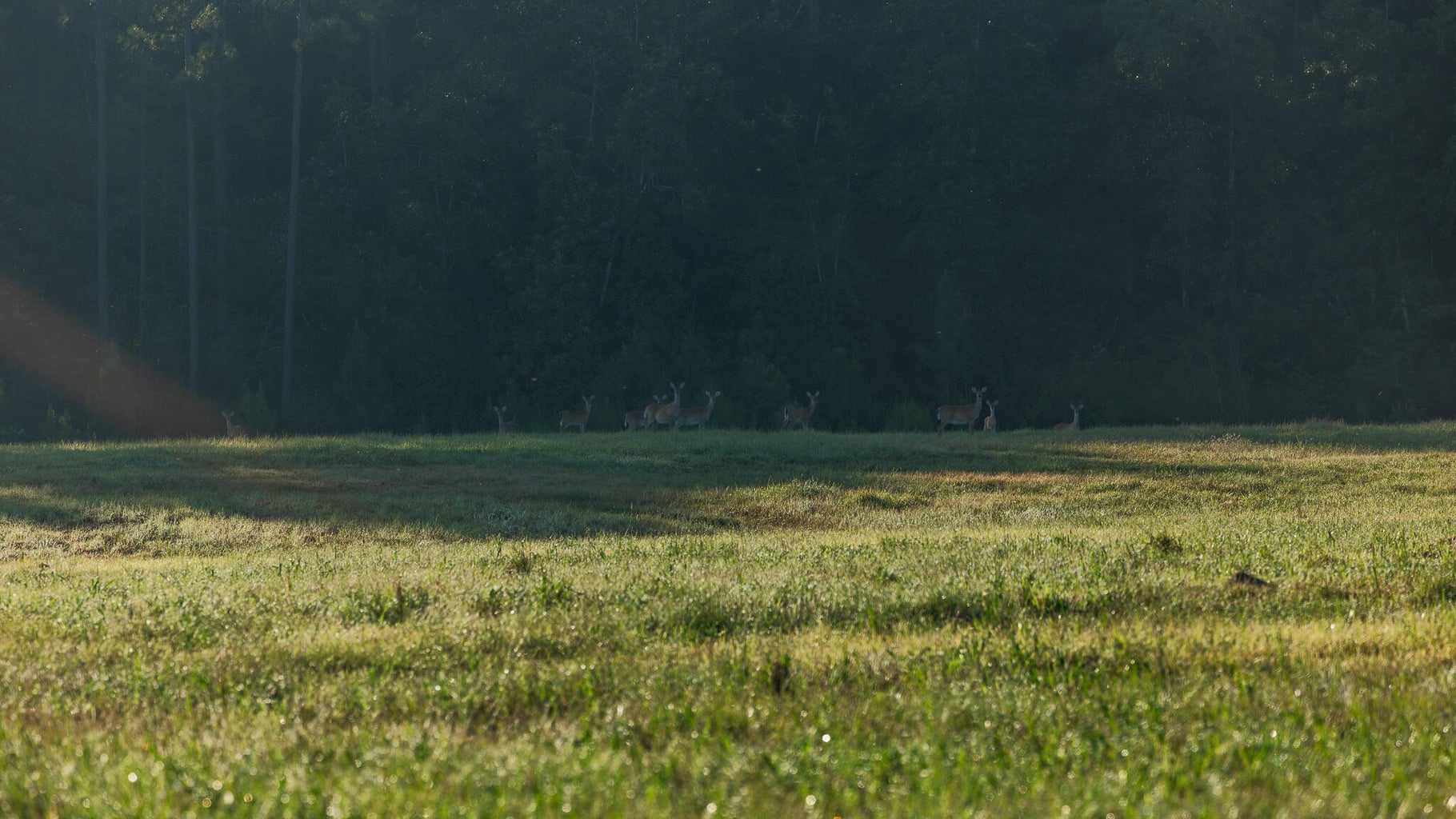 Golden Pines Ranch 235 Recreational Acres in Stone County MS