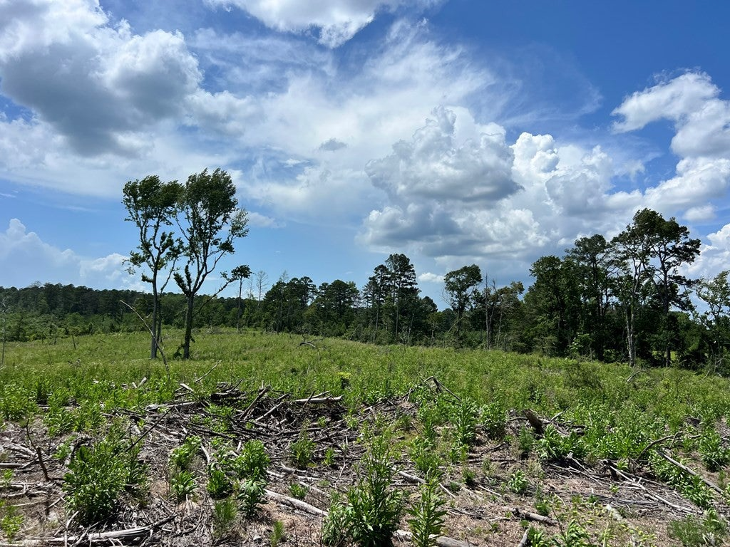 Land for Sale in Amite County, MS