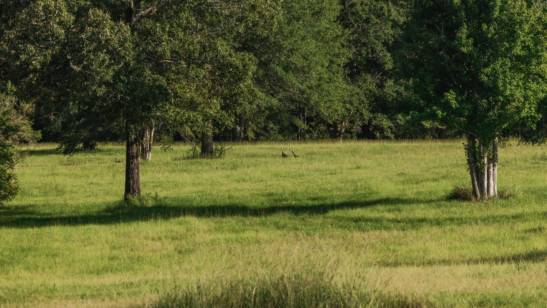 Golden Pines Ranch 235 Recreational Acres in Stone County MS