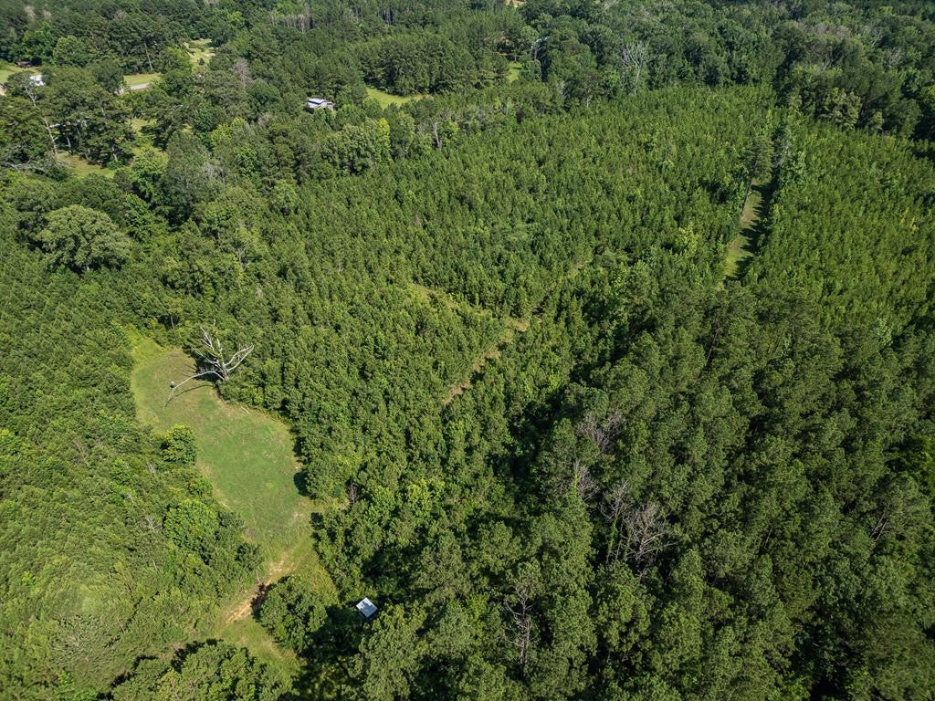 Gloster 38 – Hunting Land in Amite County, Mississippi