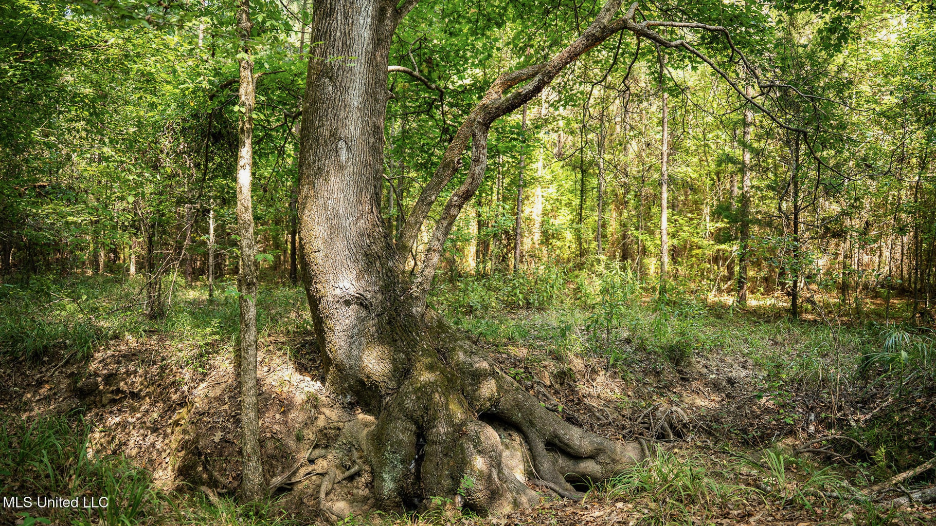 302 Acres in Hermanville, Claiborne County, MS Land