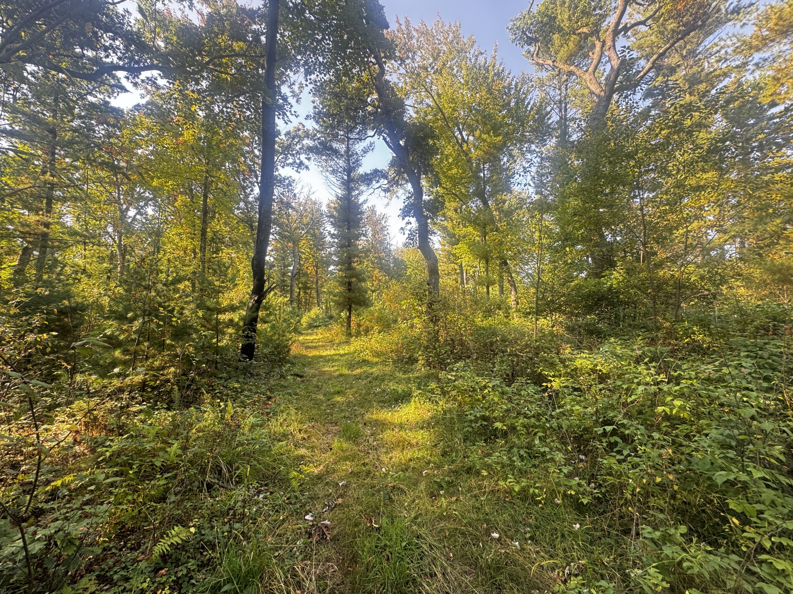 40 acres just north of Wisconsin Dells with abundant deer & turkey habitat