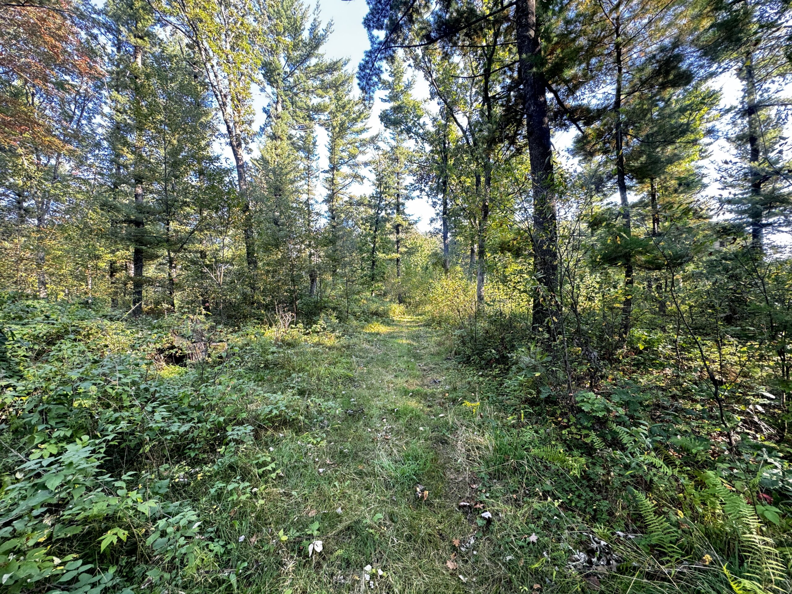 40 acres just north of Wisconsin Dells with abundant deer & turkey habitat