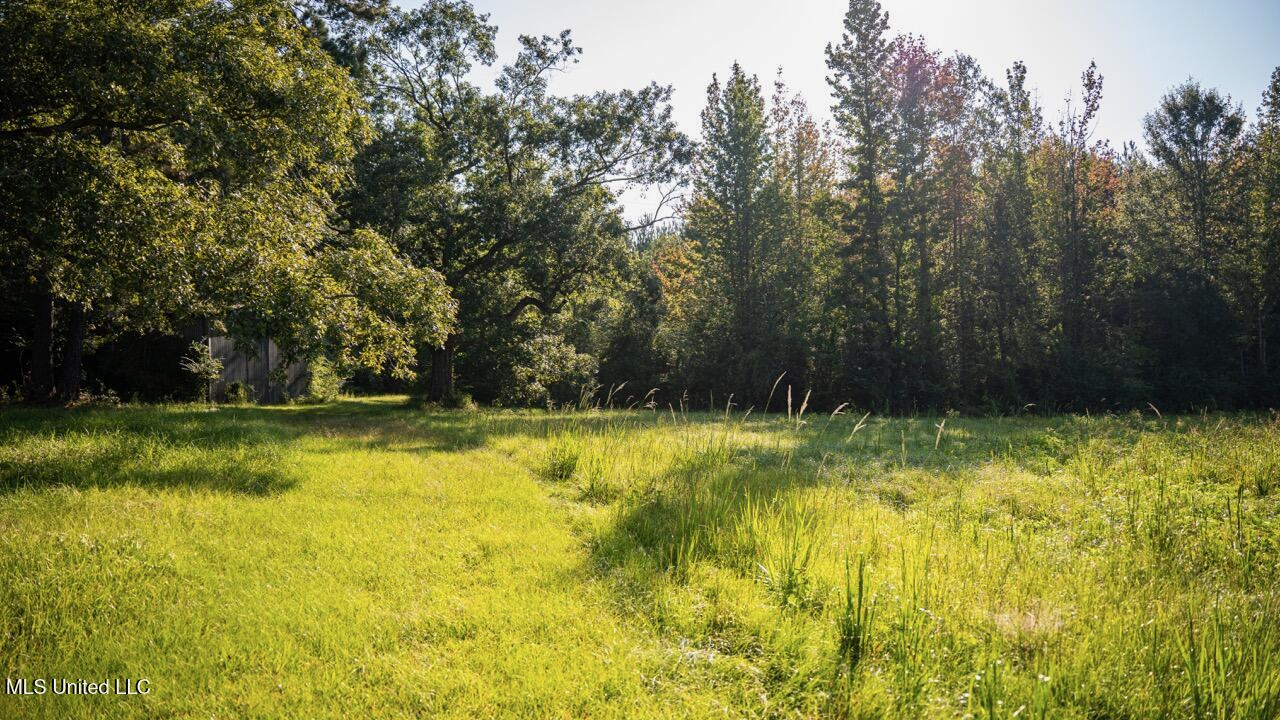 Cotton Creek 169 Acres for Sale in Amite County, MS