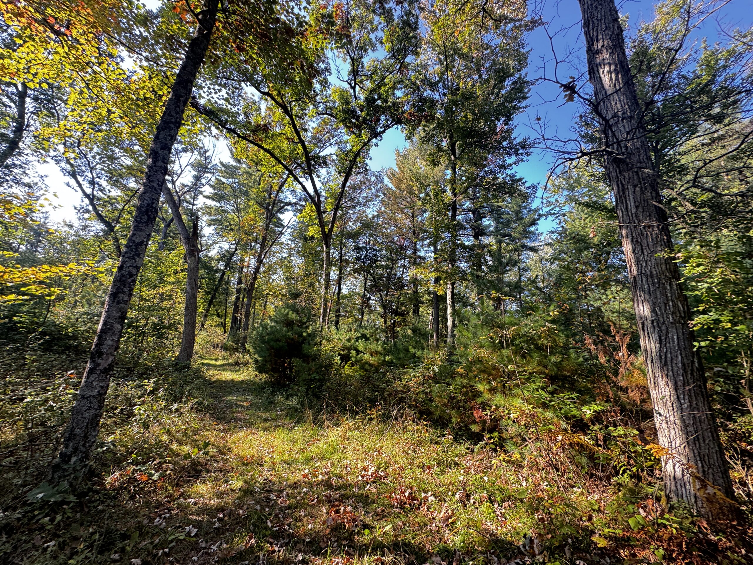 40 acres just north of Wisconsin Dells with abundant deer & turkey habitat