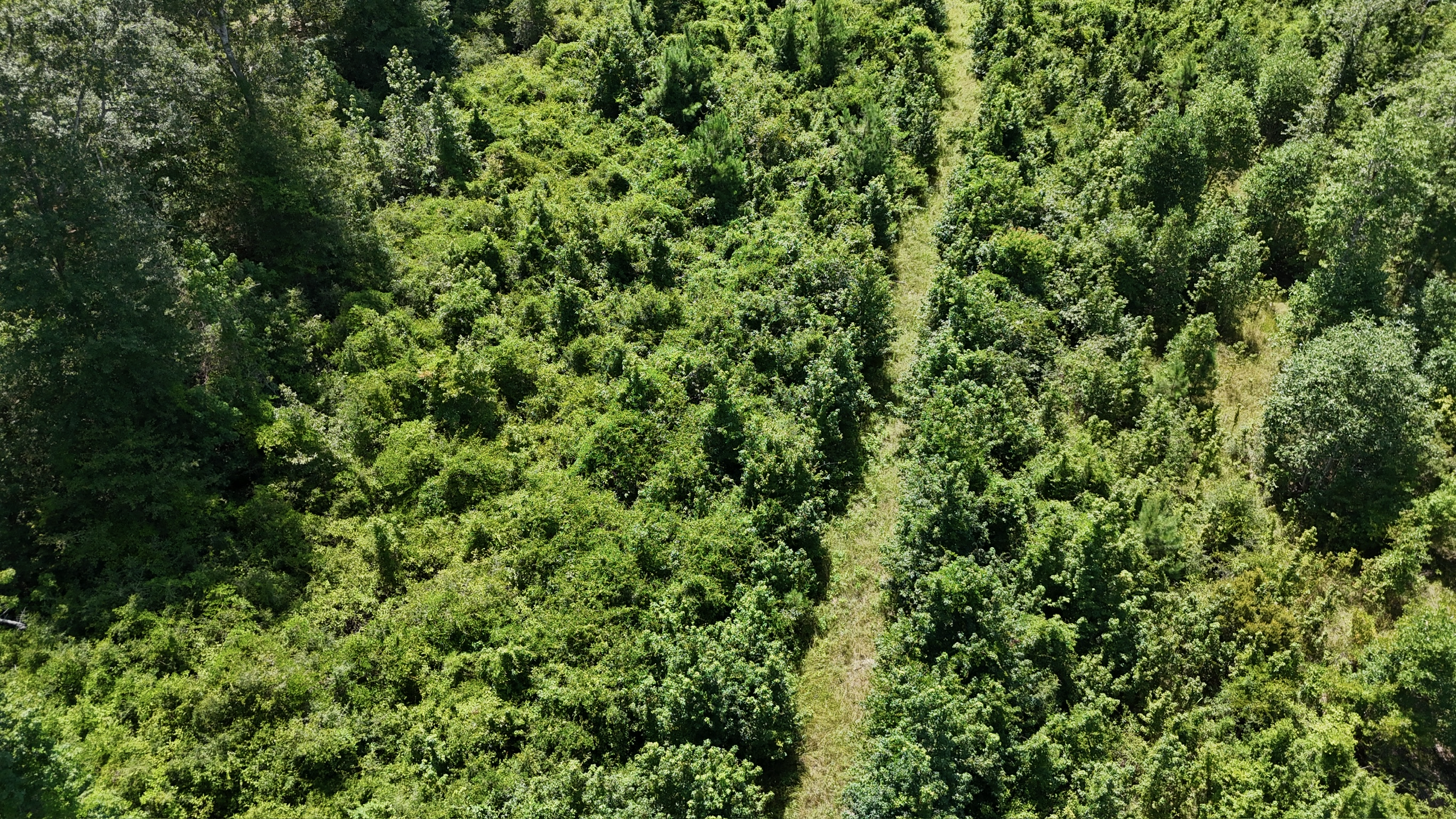 Hunting Property and Homesite in Jackson Parish LA
