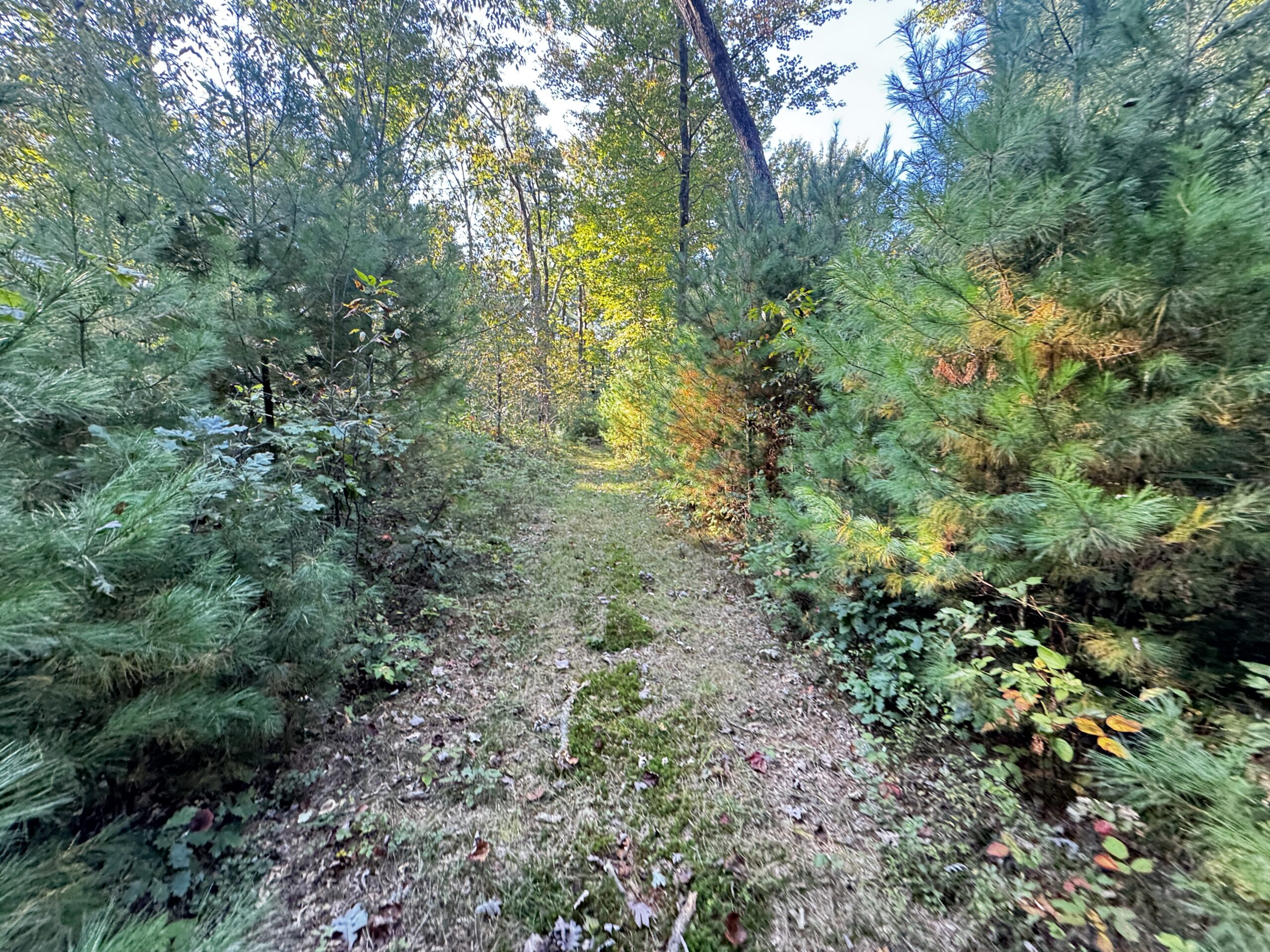 40 acres just north of Wisconsin Dells with abundant deer & turkey habitat