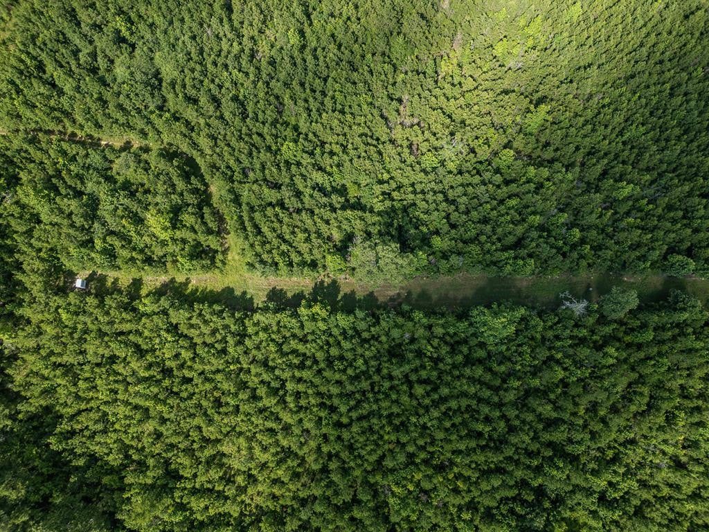 Gloster 38 – Hunting Land in Amite County, Mississippi
