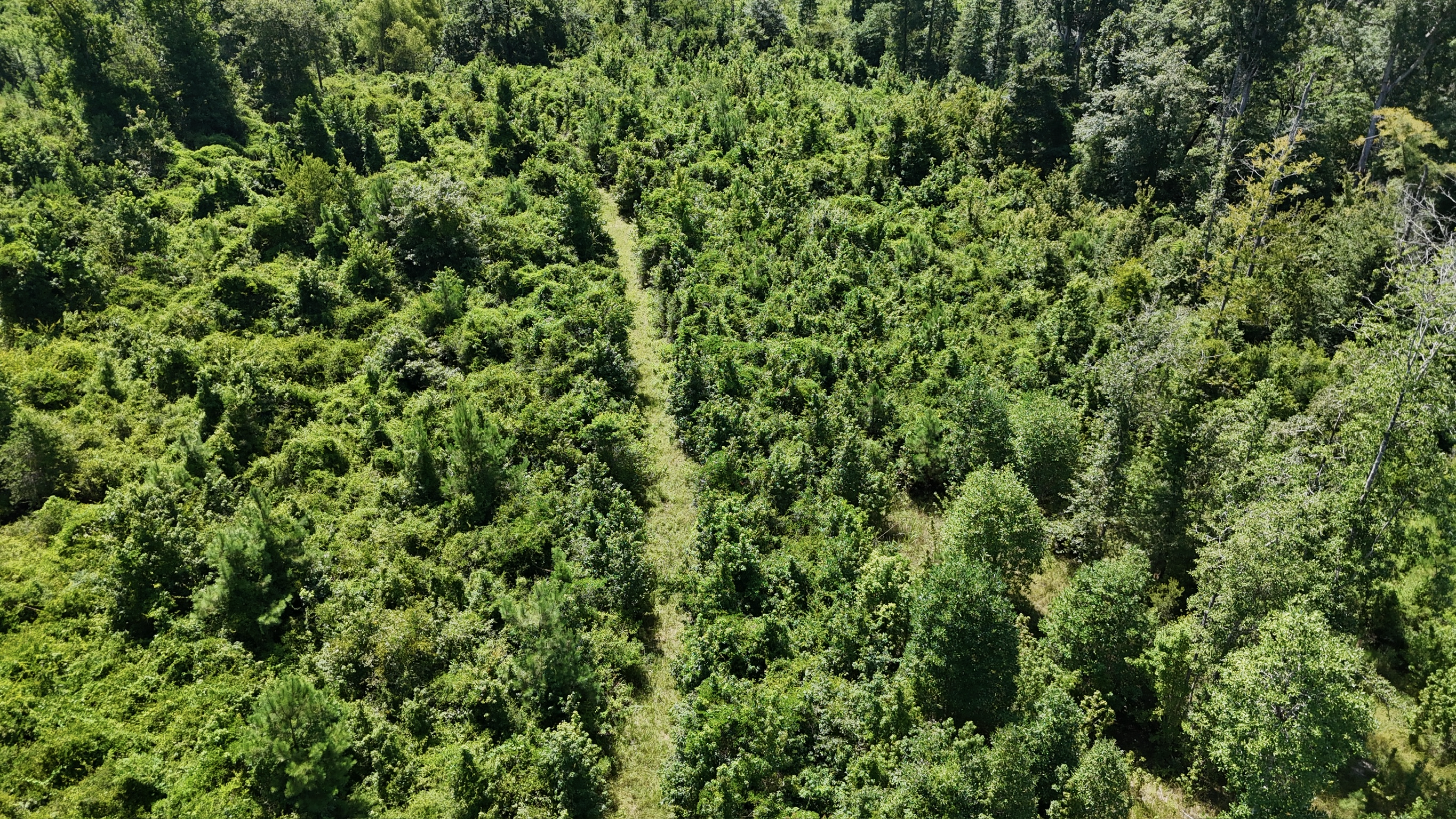 Hunting Property and Homesite in Jackson Parish LA