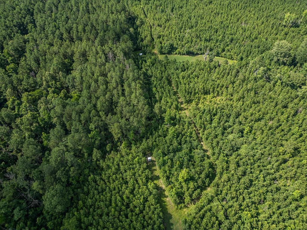 Gloster 38 – Hunting Land in Amite County, Mississippi