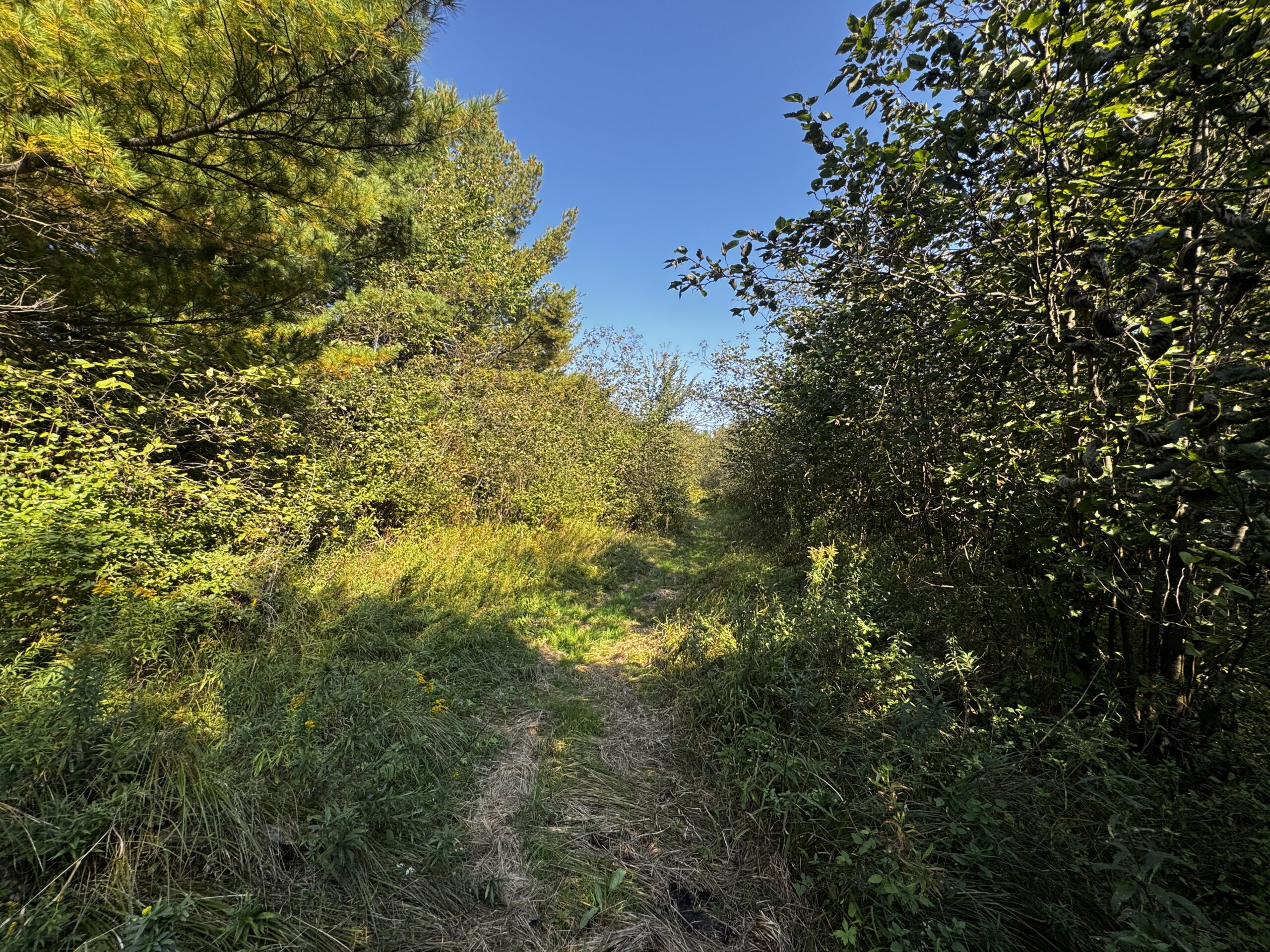 40 acres just north of Wisconsin Dells with abundant deer & turkey habitat