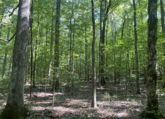 LAND FOR SALE IN TN ON PONY CREEK WITH MATURE HARDWOODS