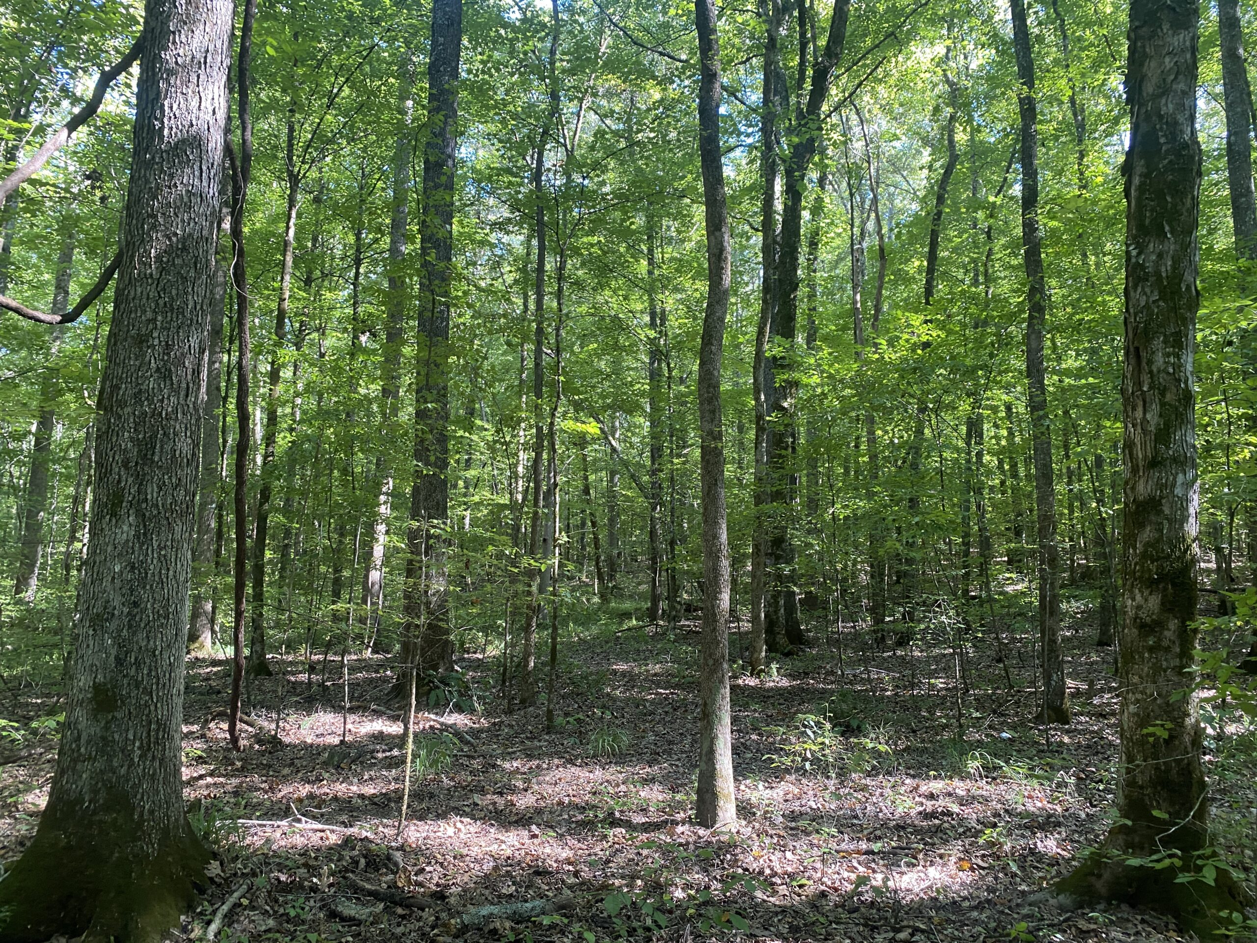 LAND FOR SALE IN TN ON PONY CREEK WITH MATURE HARDWOODS