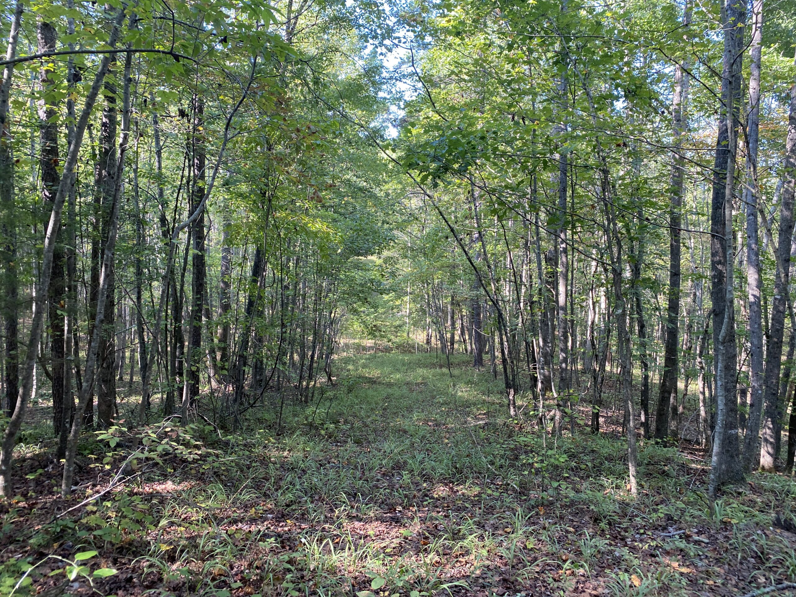 HUNTING CAMP FOR SALE IN TN. CABIN & STORAGE, 58 ACRES+/-