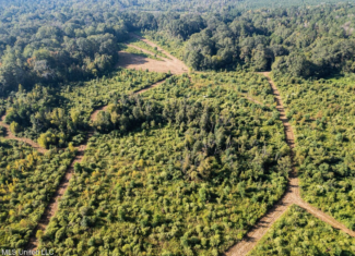 Cotton Creek 169 Acres for Sale in Amite County, MS
