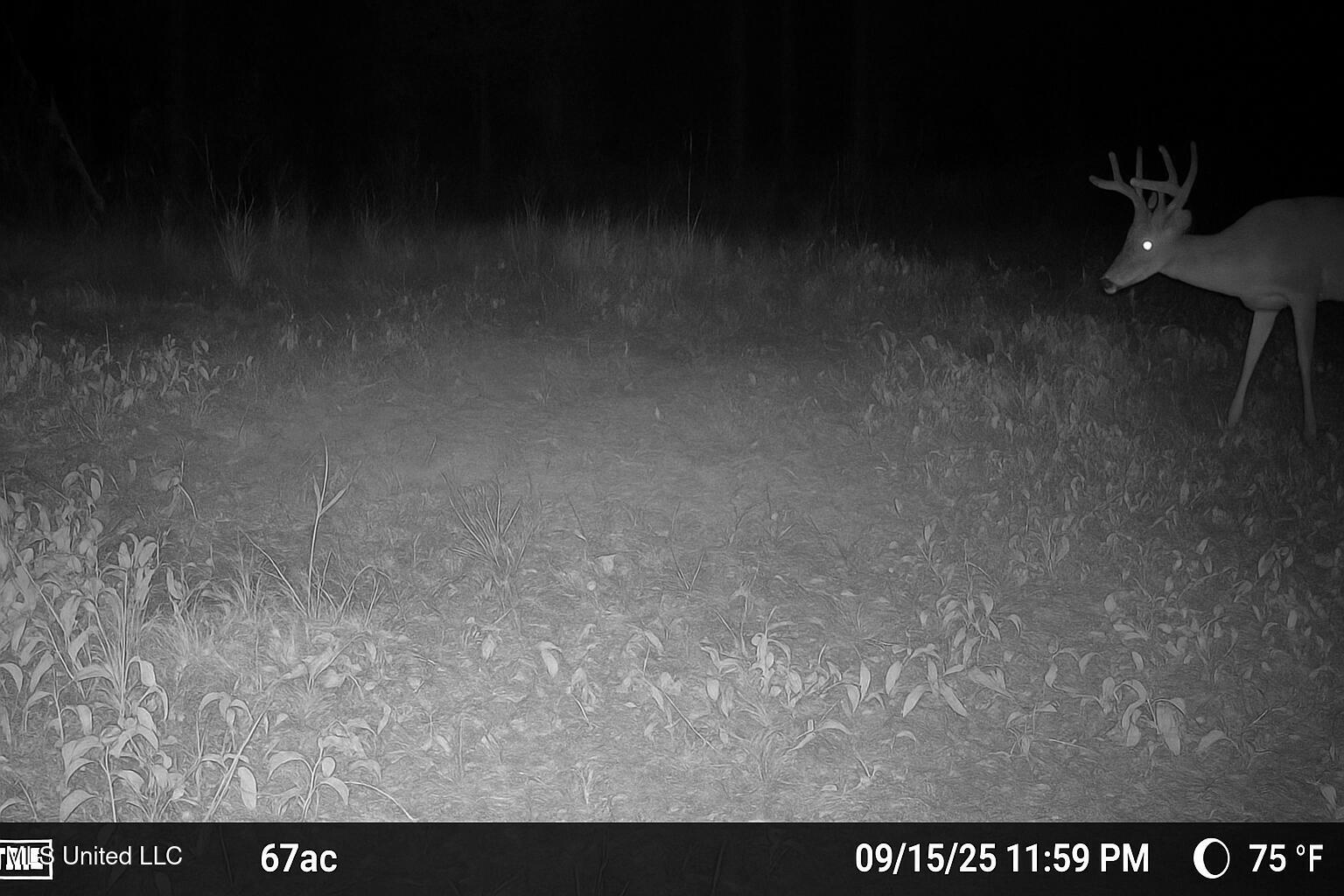Ramsey Creek 67 Acres for Sale in Centreville, MS