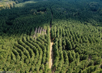 302 Acres in Hermanville, Claiborne County, MS Land