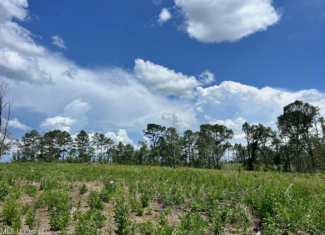 Land for Sale in Amite County, MS