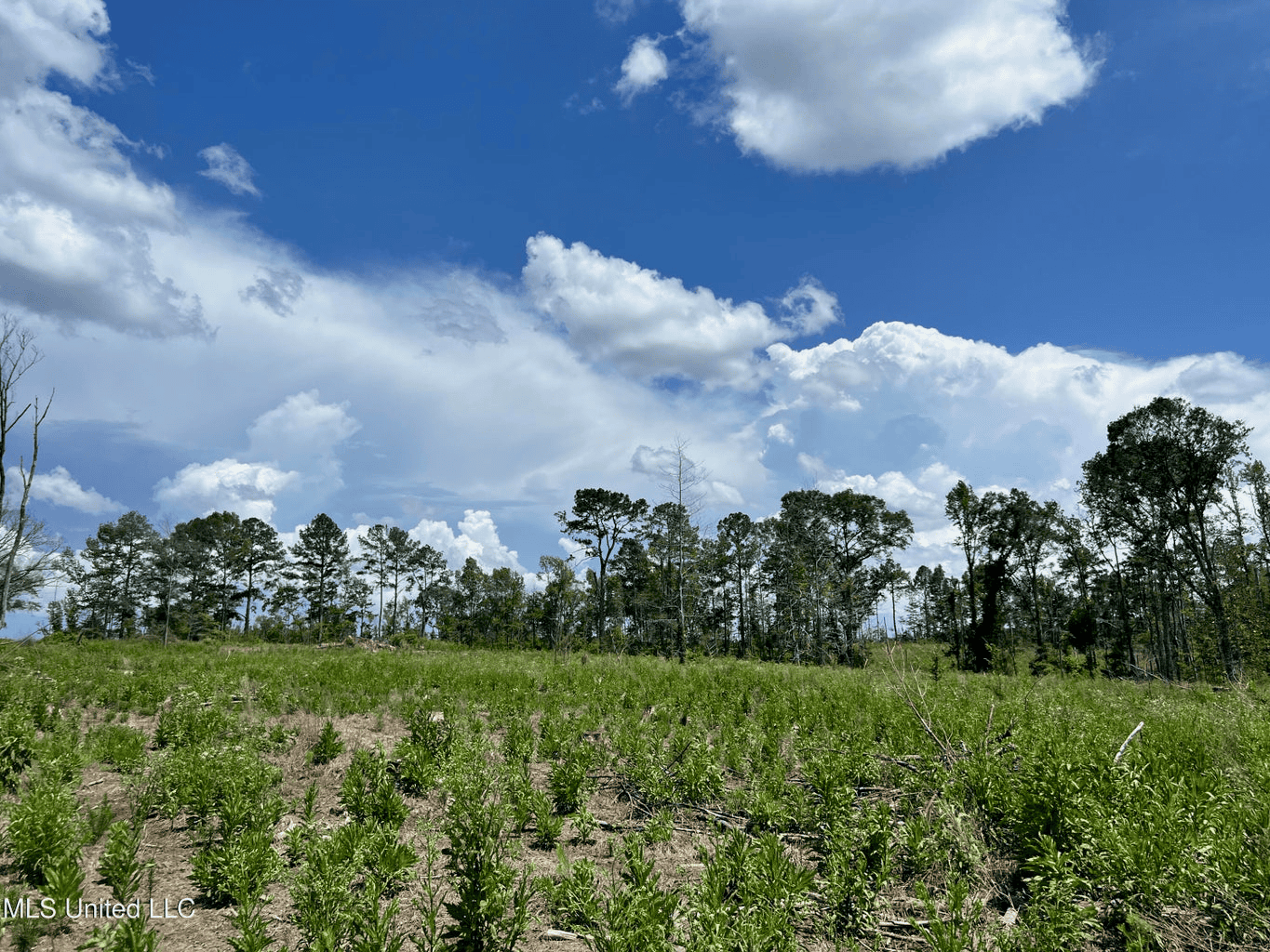Land for Sale in Amite County, MS