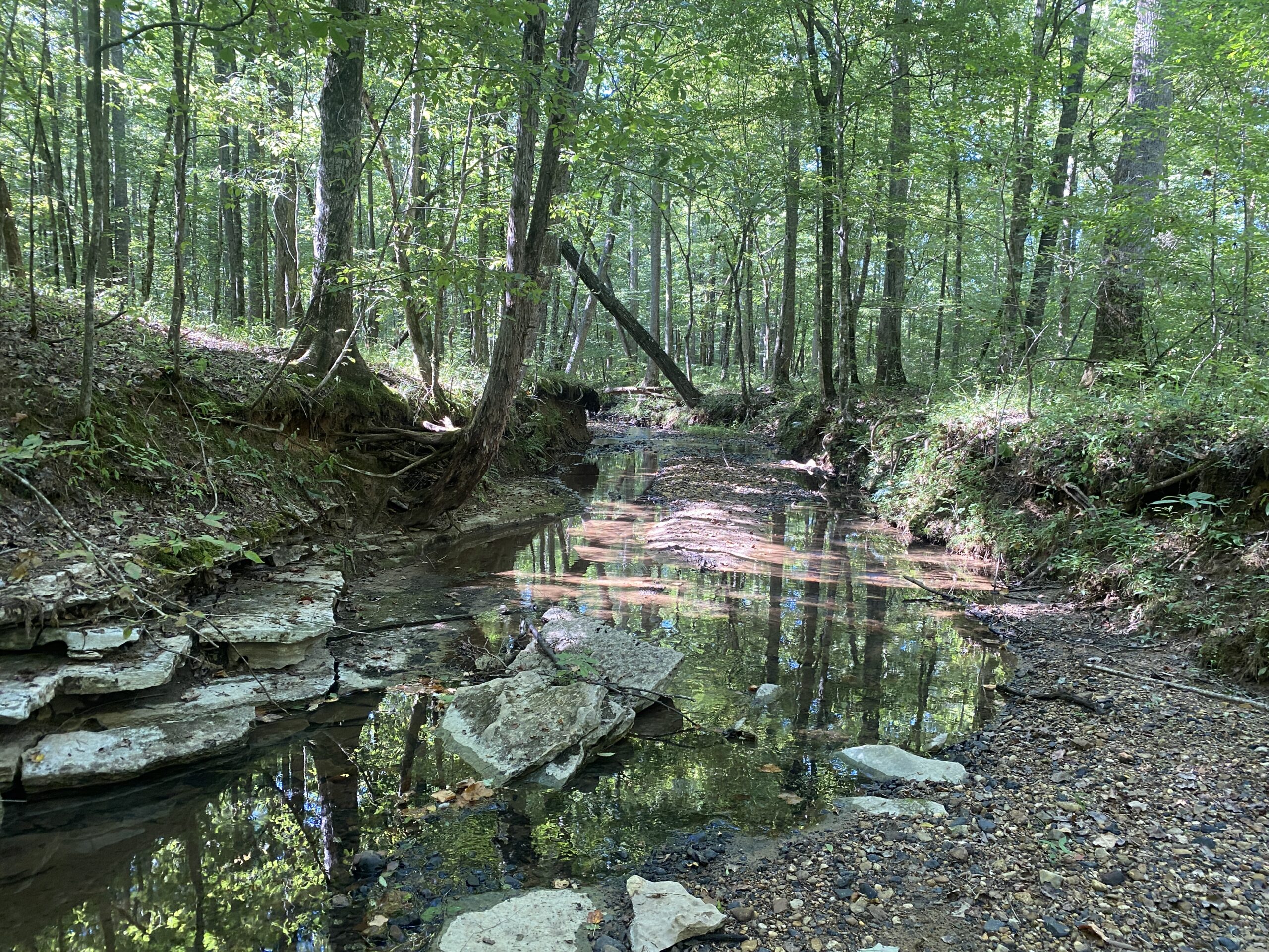 LAND FOR SALE IN TN ON PONY CREEK WITH MATURE HARDWOODS