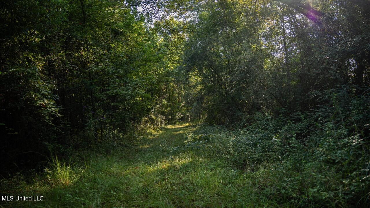 Cotton Creek 169 Acres for Sale in Amite County, MS