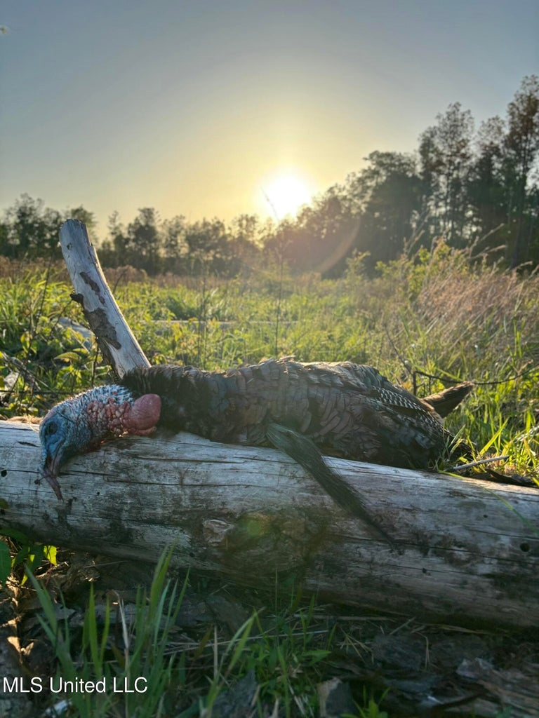Land for Sale in Tangipahoa Parish, LA.