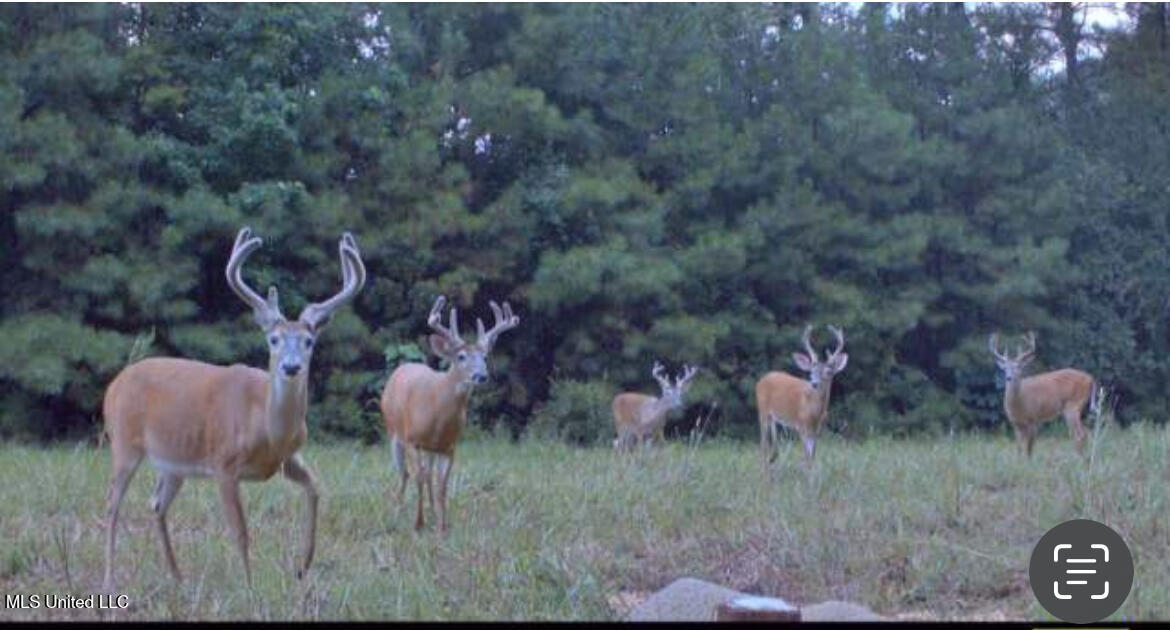 113 Acres Hunting Land with Home in Amite County, MS