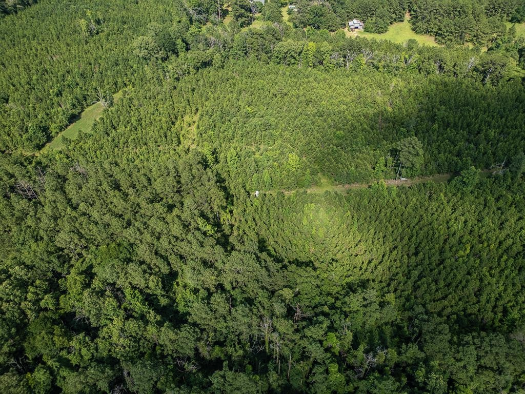 Gloster 38 – Hunting Land in Amite County, Mississippi