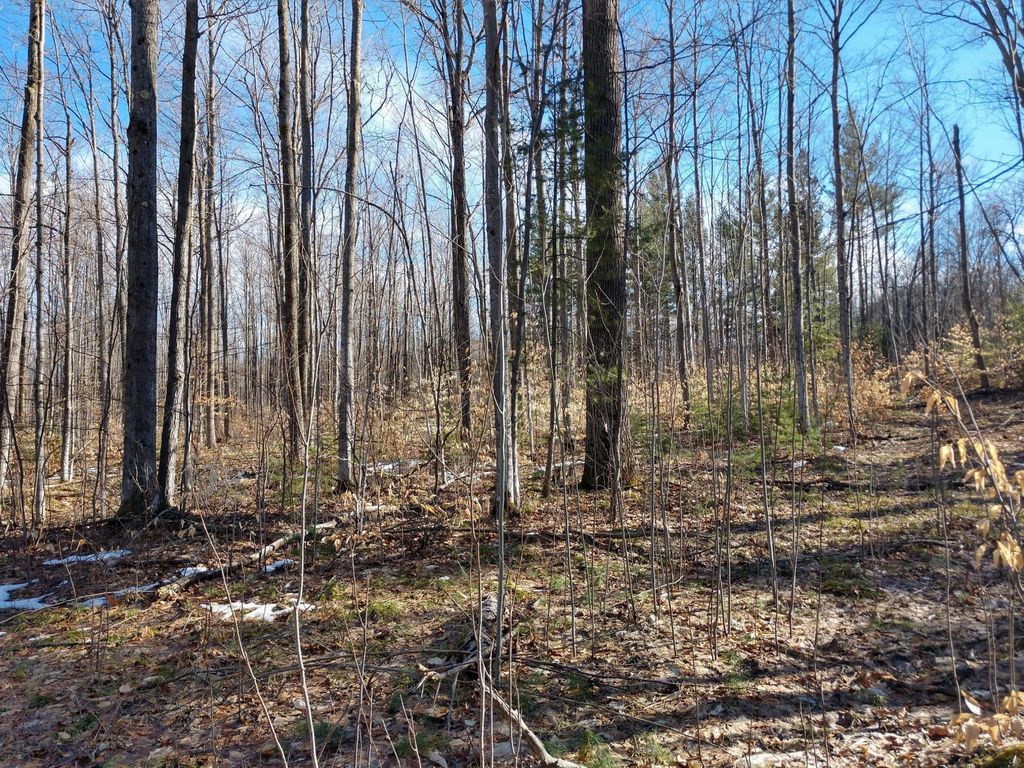Prime 250 Acres of Hunting Land for Sale in Atlanta, MI