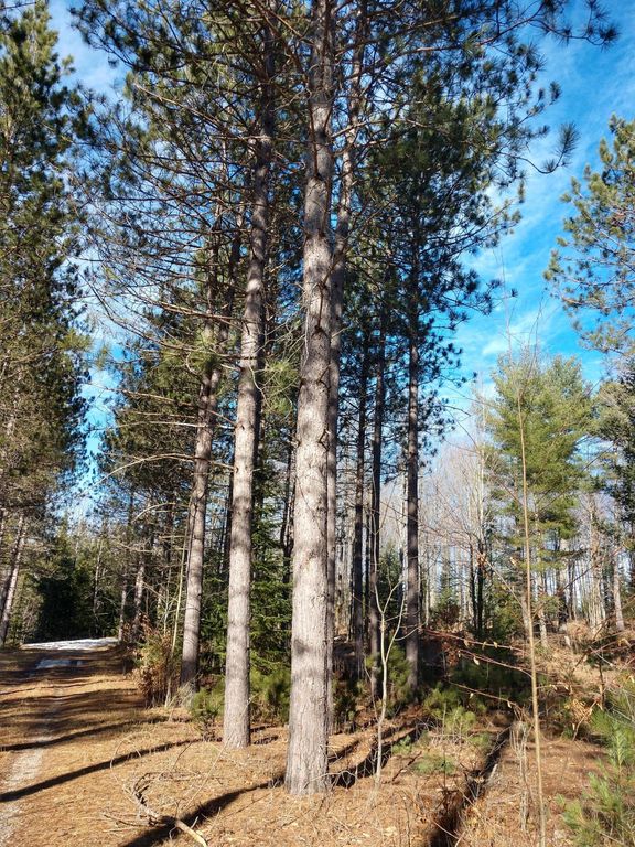 Prime 250 Acres of Hunting Land for Sale in Atlanta, MI