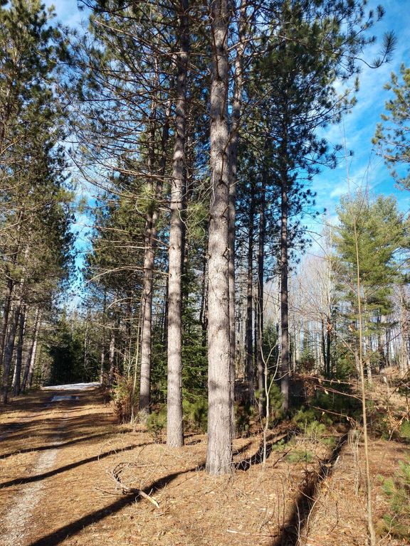 Prime 250 Acres of Hunting Land for Sale in Atlanta, MI