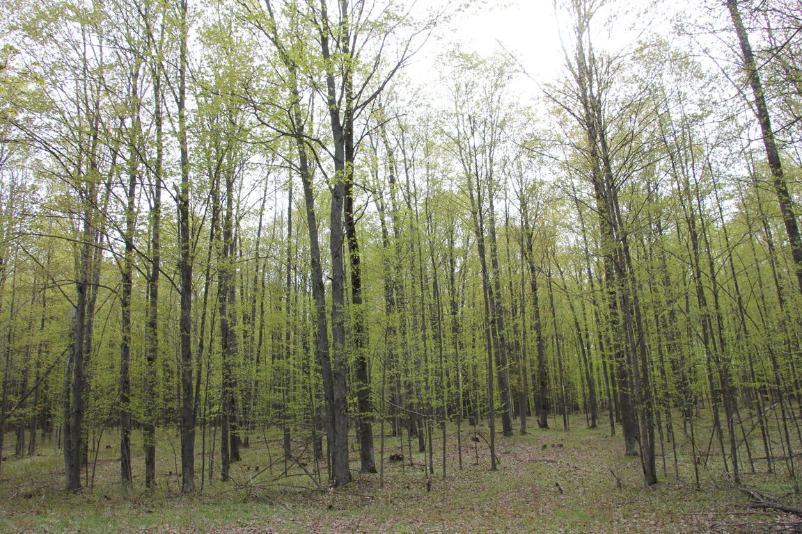 Prime 250 Acres of Hunting Land for Sale in Atlanta, MI