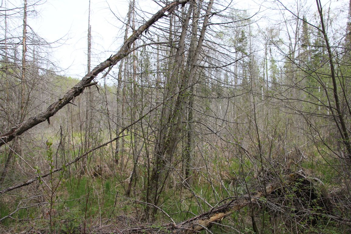 Prime 250 Acres of Hunting Land for Sale in Atlanta, MI