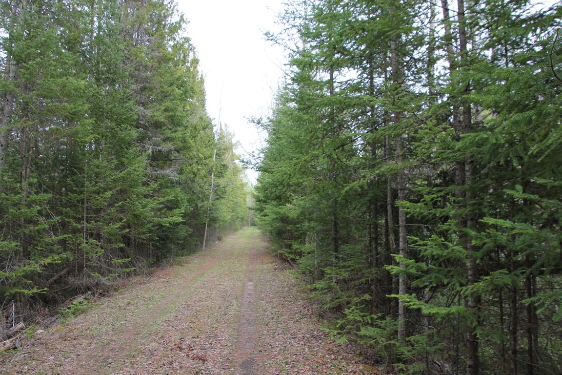 Prime 250 Acres of Hunting Land for Sale in Atlanta, MI