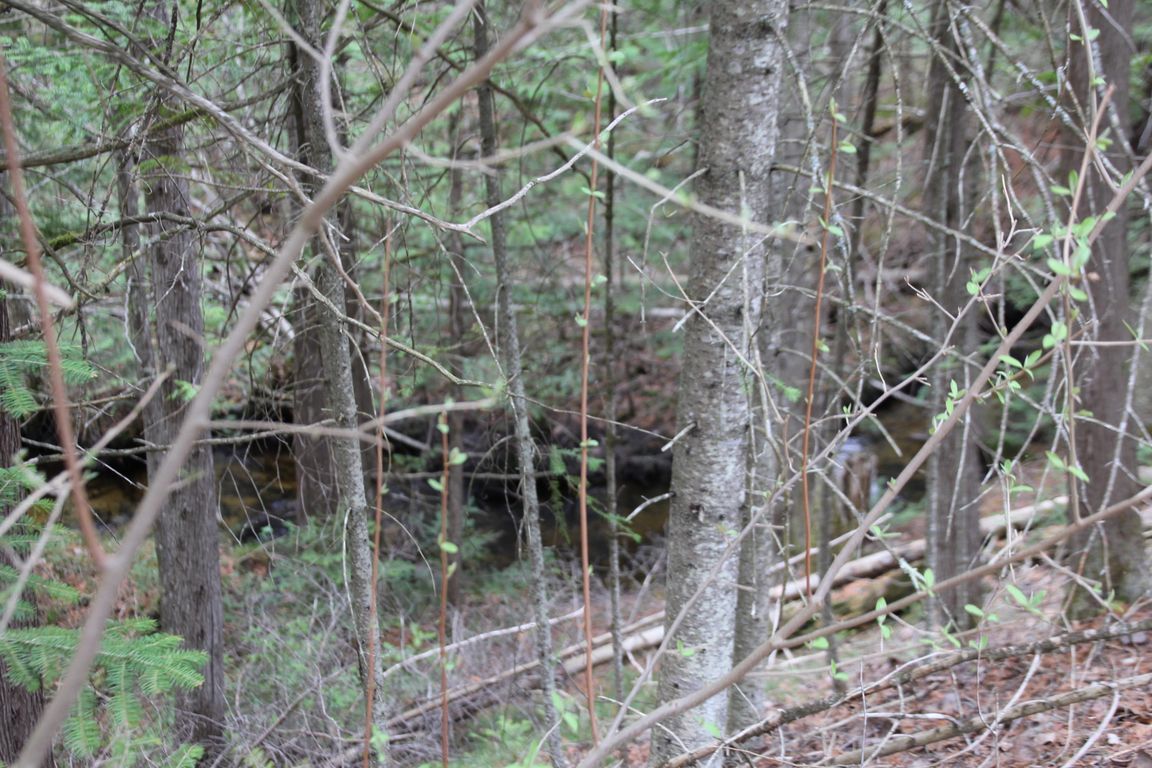 Prime 250 Acres of Hunting Land for Sale in Atlanta, MI