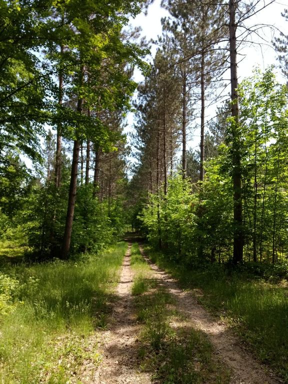 Prime 250 Acres of Hunting Land for Sale in Atlanta, MI