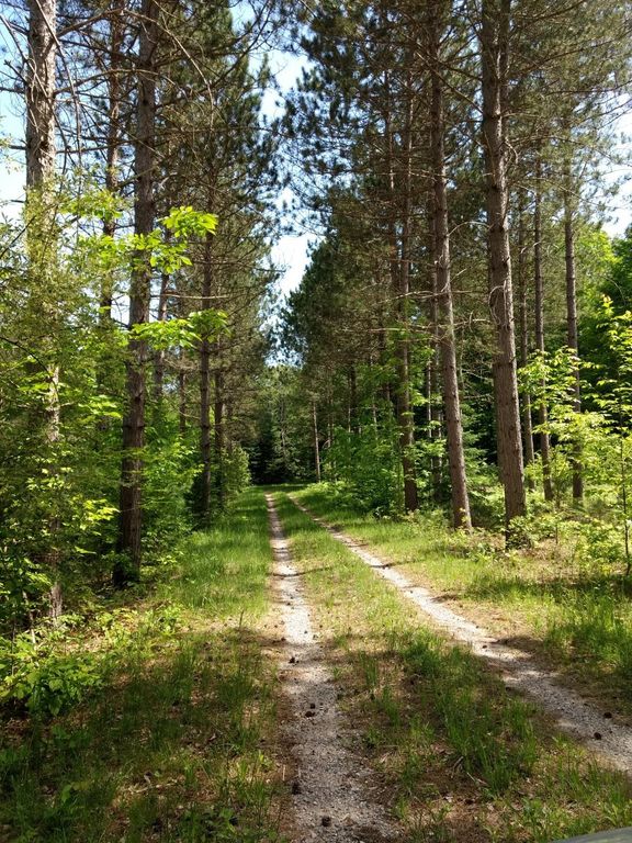 Prime 250 Acres of Hunting Land for Sale in Atlanta, MI