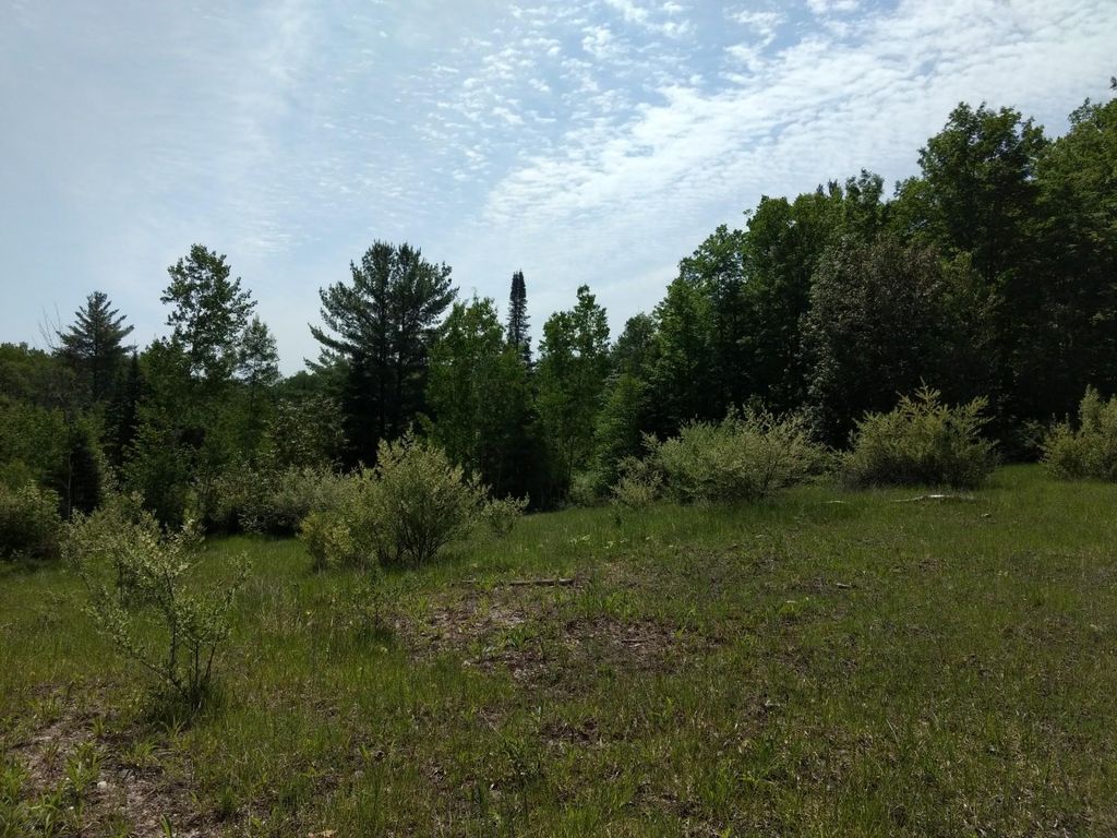 Prime 250 Acres of Hunting Land for Sale in Atlanta, MI
