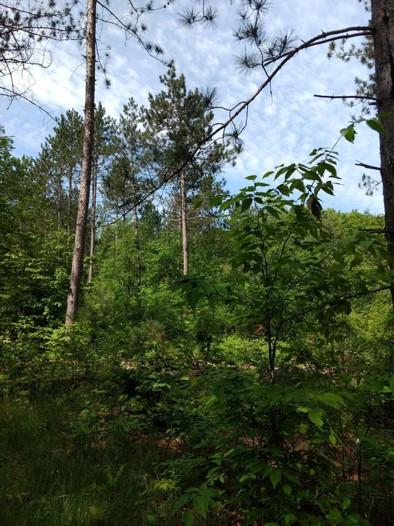 Prime 250 Acres of Hunting Land for Sale in Atlanta, MI