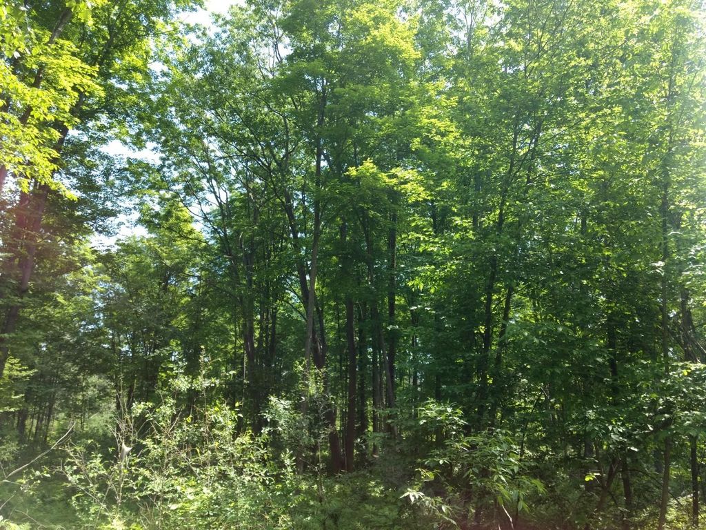 Prime 250 Acres of Hunting Land for Sale in Atlanta, MI