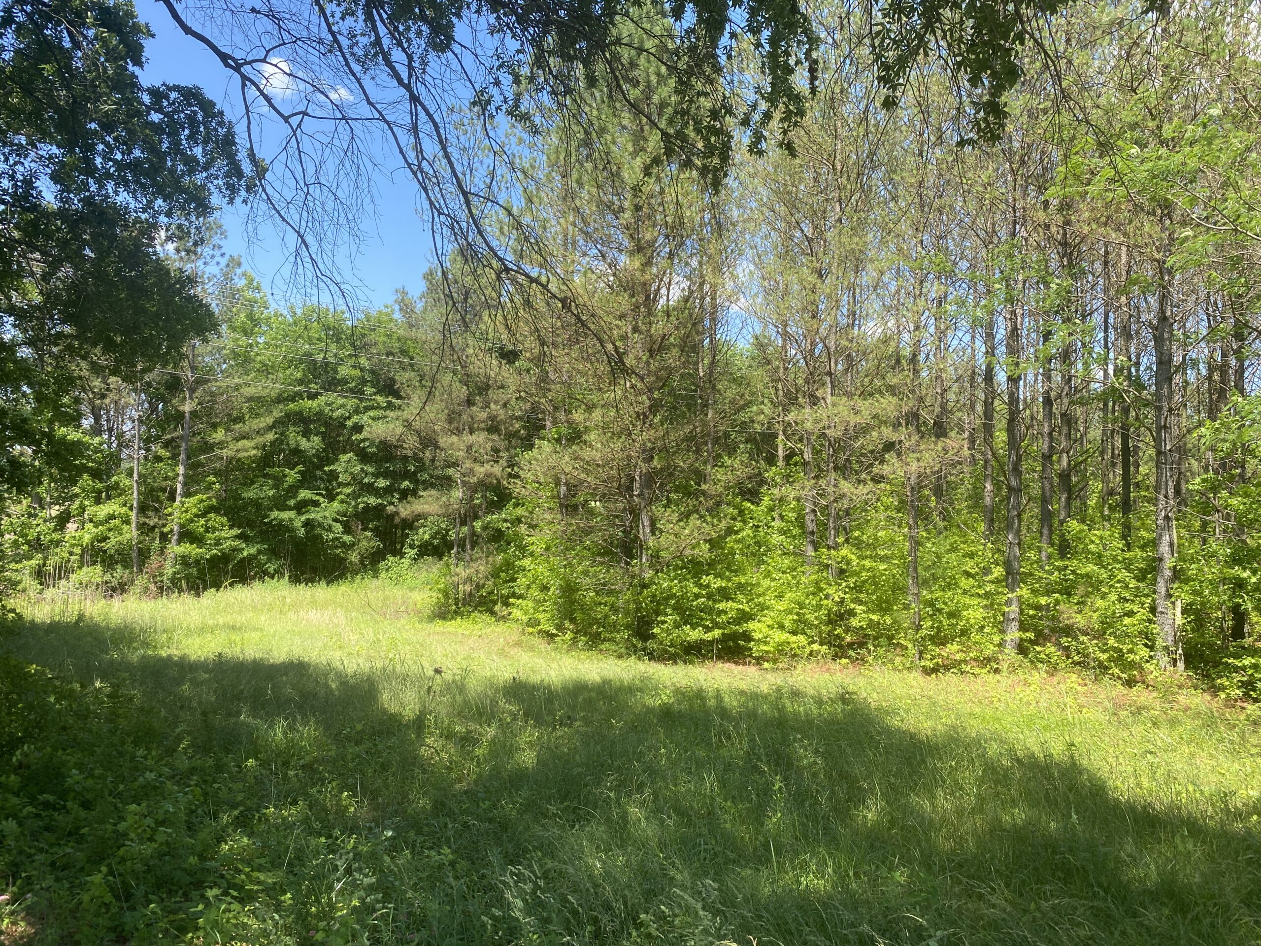 17 ACRES, WOODED, BUILDING SITE, CRP, HUNTING