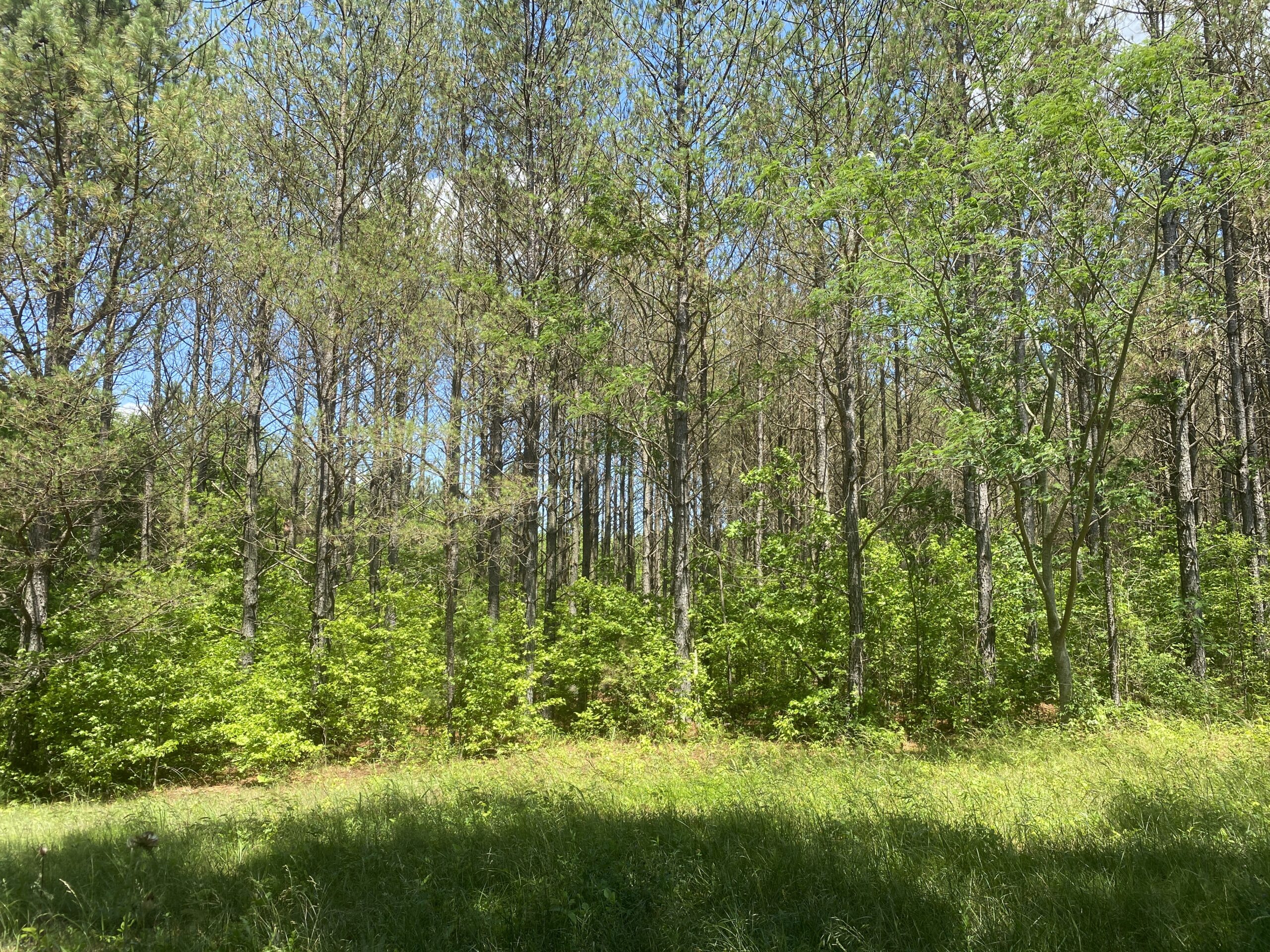 17 ACRES, WOODED, BUILDING SITE, CRP, HUNTING