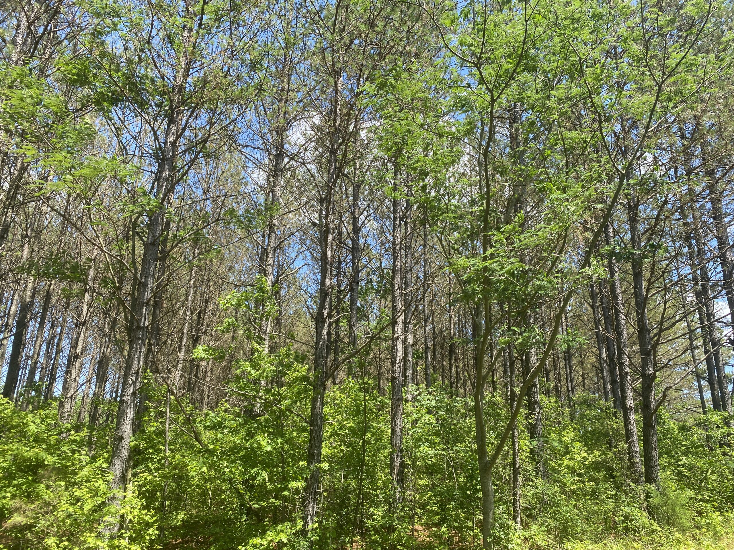 17 ACRES, WOODED, BUILDING SITE, CRP, HUNTING