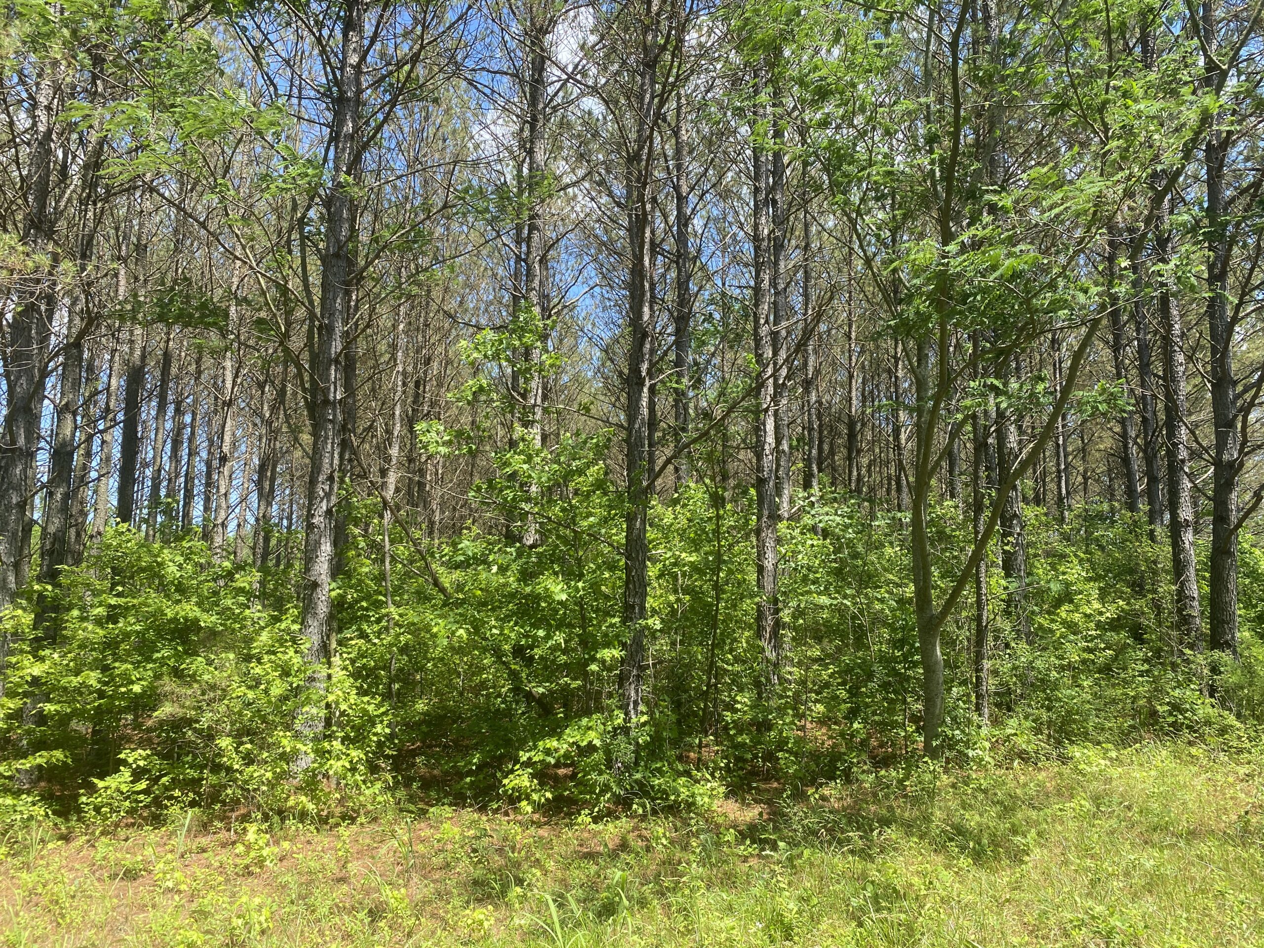 17 ACRES, WOODED, BUILDING SITE, CRP, HUNTING
